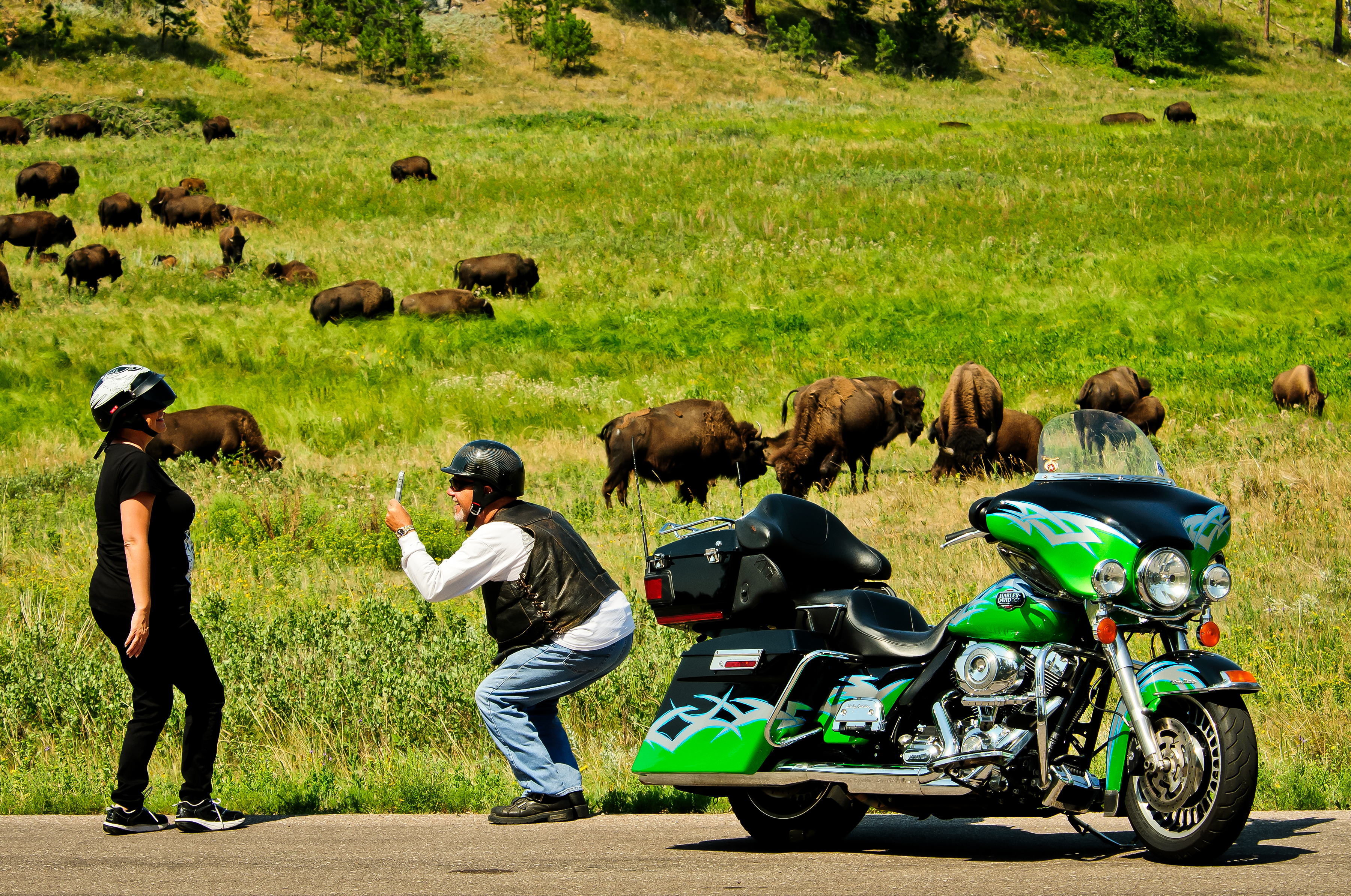 Do not approach wildlife in Custer State Park