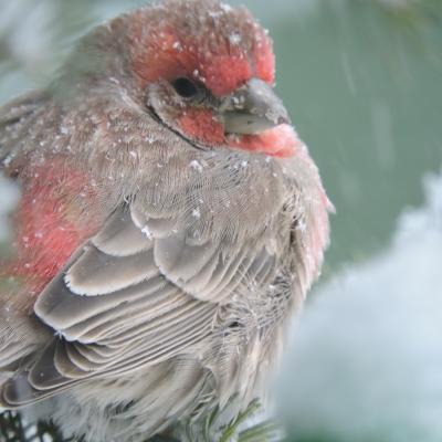 House Finch Contemplating Moving South