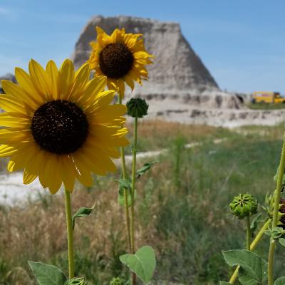 Sunflowers of the Badlands