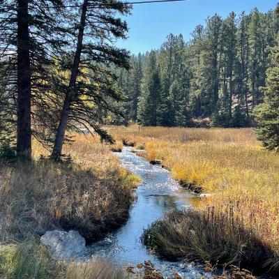 Peaceful Creek in the Black Hills