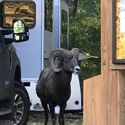 Visitor at Campground 