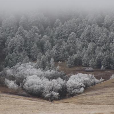 The magical hoar frost of the Northern Black Hills
