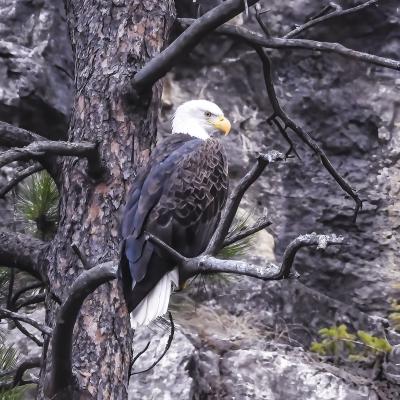 Spearfish Canyon Bald Eagle