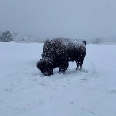 Buffalo - Custer State Park (March 2022)