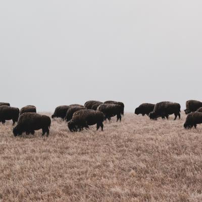 Frosted Bison On the Hill