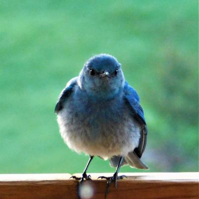Bluebird Stare Down