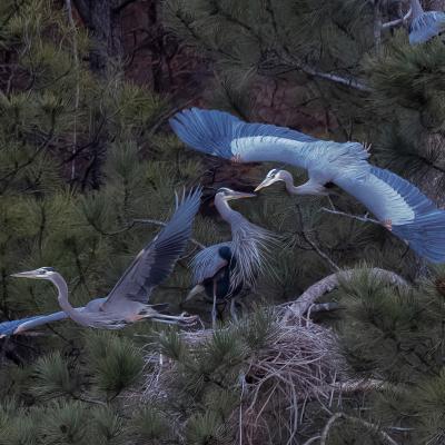 Great Blue Heron Party
