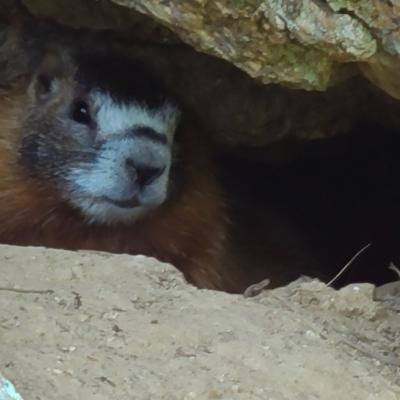 Marmot Peeking Out