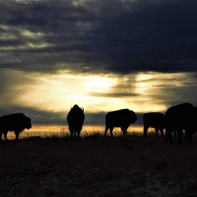 Sunrise with Bison