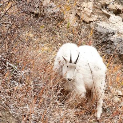 Goat in the Canyon