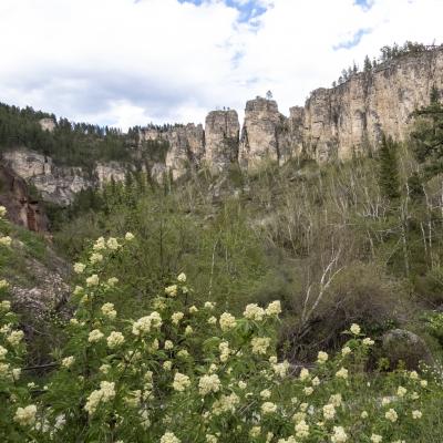 Spring in Spearfish Canyon