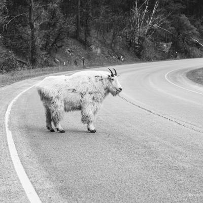 The Debating Goat of Spearfish Canyon