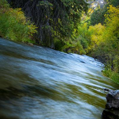 Leaning Towards Fall in Spearfish Canyon