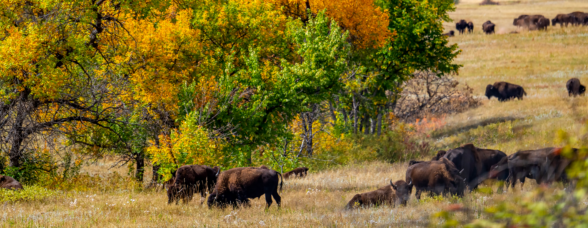 Fall in the Black Hills: Unparalleled Experience