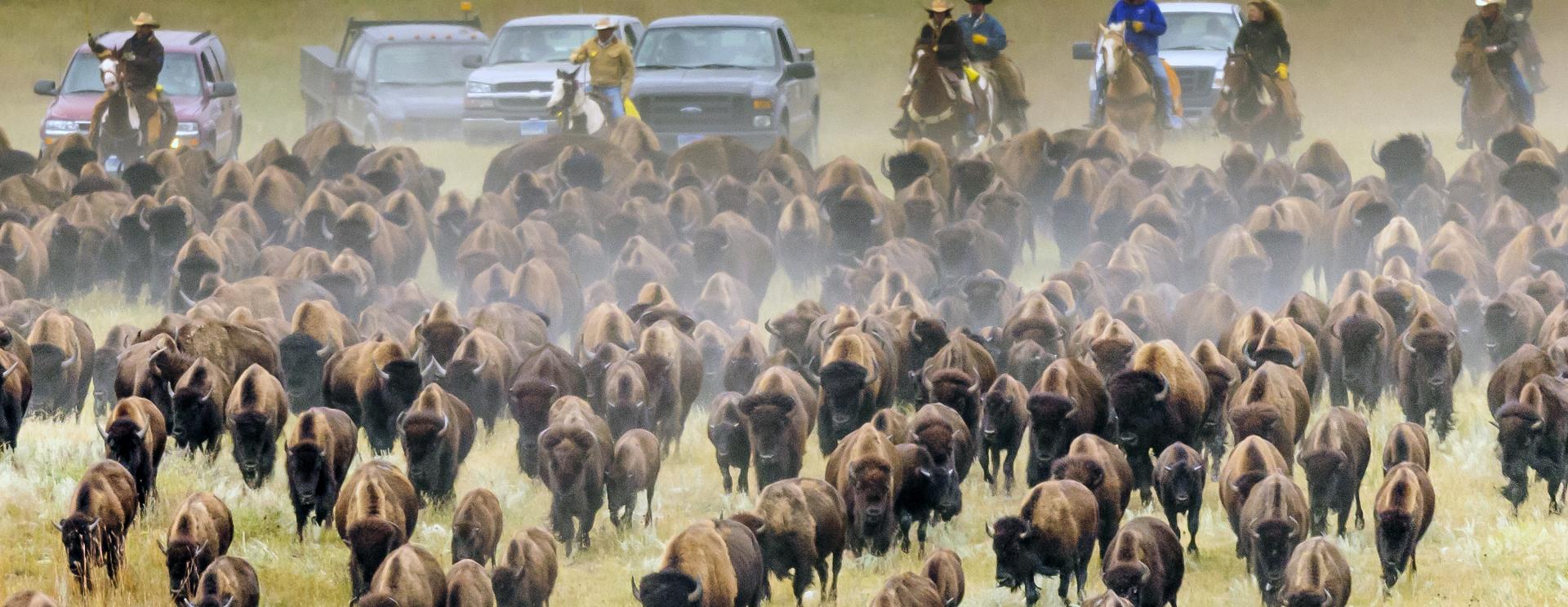 Everything You Need for an Incredible Buffalo Roundup