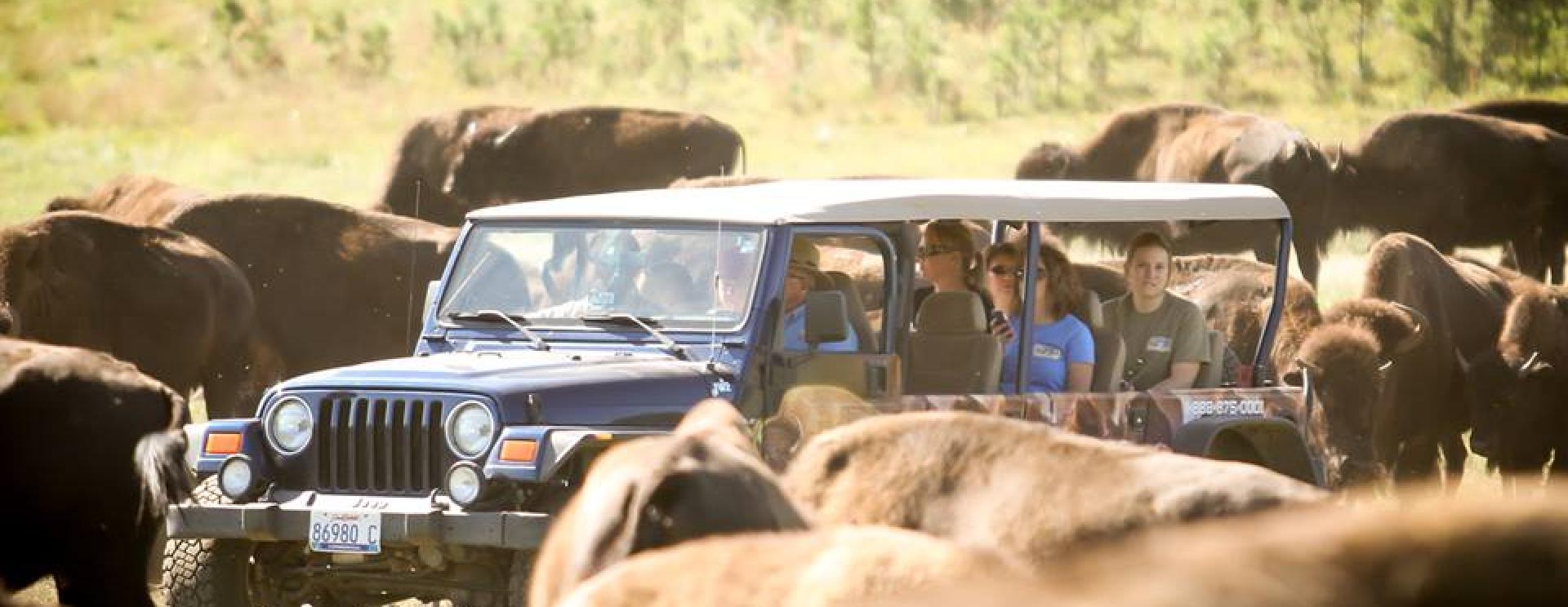 Buffalo Safari Jeep Tours