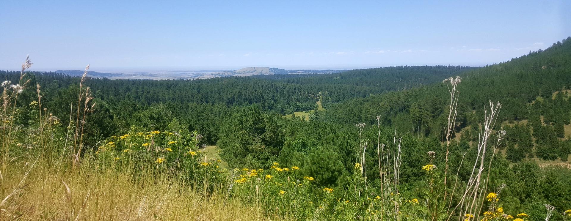 Tatanka Story of the Bison Black Hills & Badlands South Dakota
