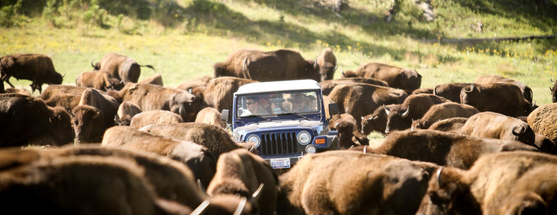 Buffalo Safari Jeep Rides | Custer State Park