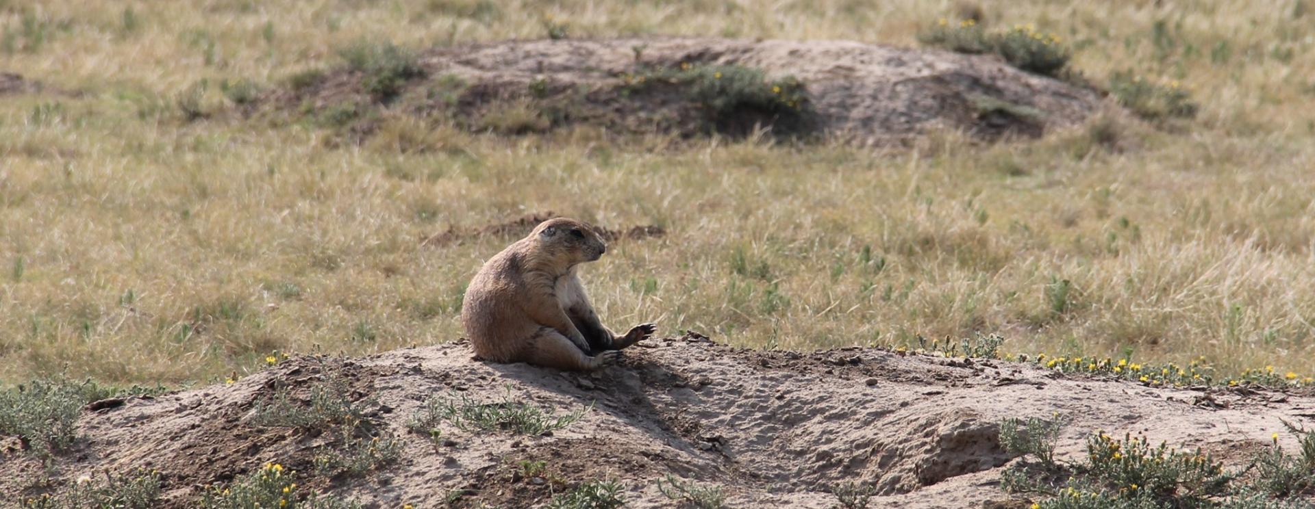 Prairie Dog Town at Devils Tower National Monument