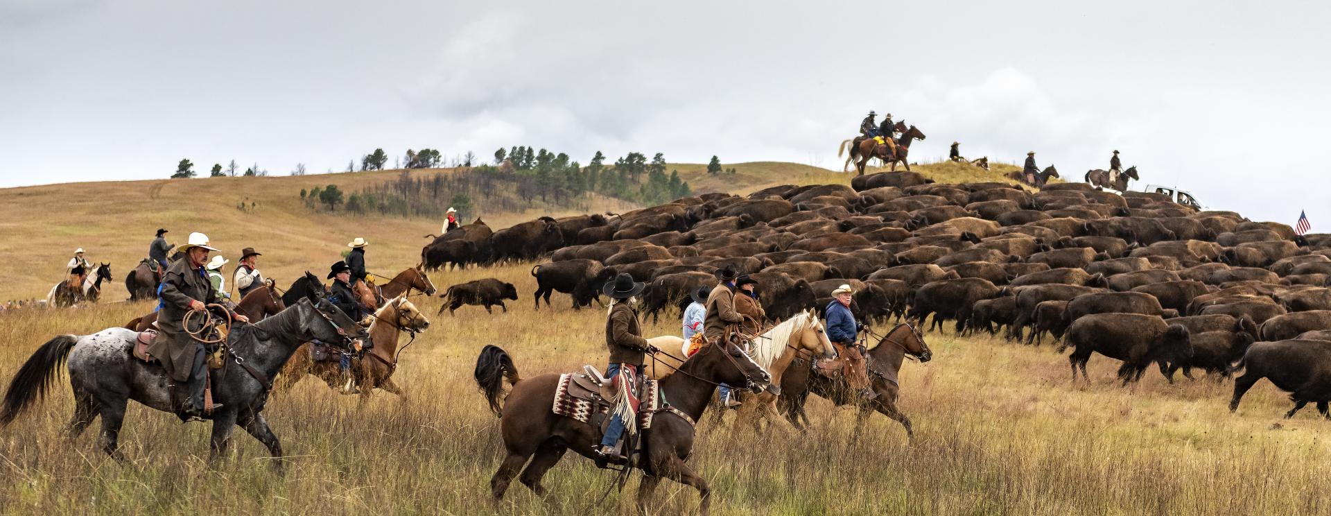 Custer State Park Buffalo Roundup & Arts Festival