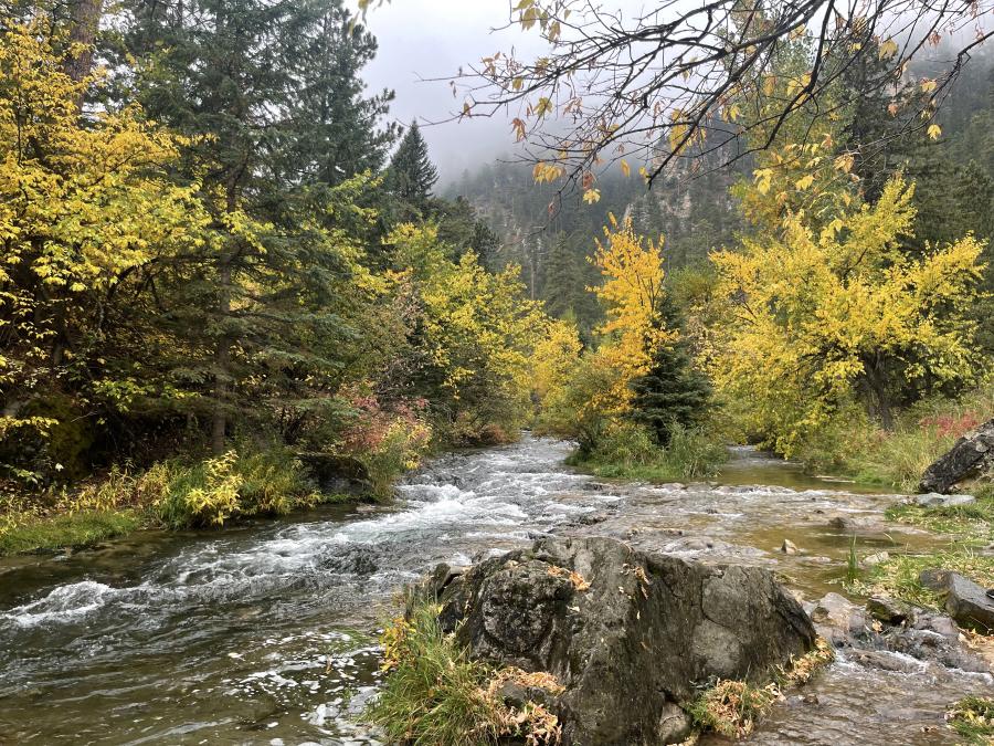 Spearfish Canyon in the Fog