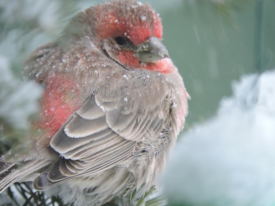 House Finch Contemplating Moving South
