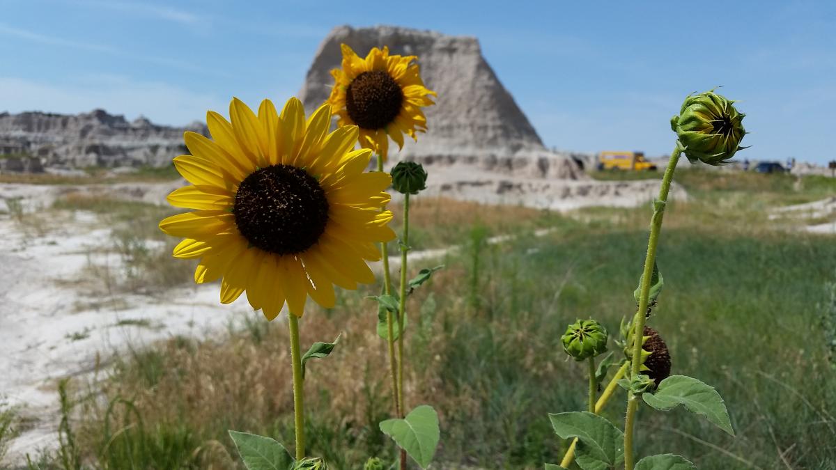 Sunflowers of the Badlands