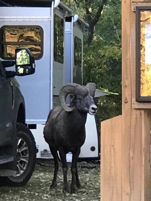 Visitor at Campground 