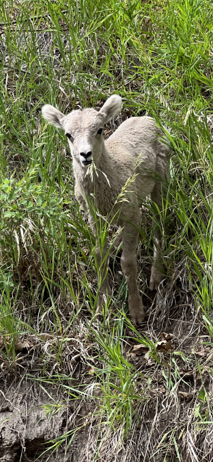 Custer Park Baby Goat