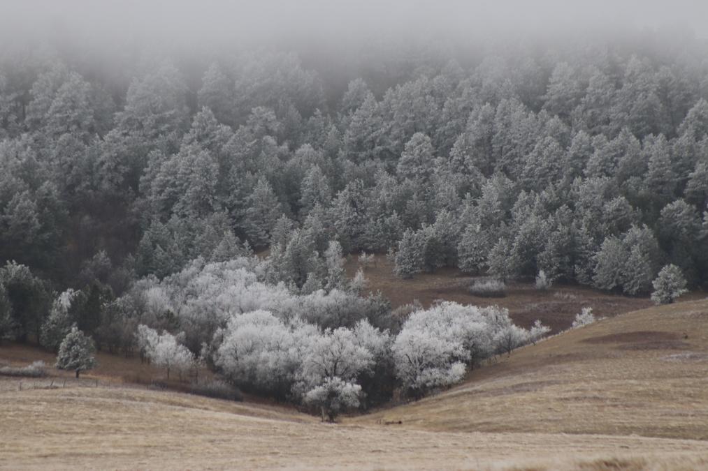 The magical hoar frost of the Northern Black Hills
