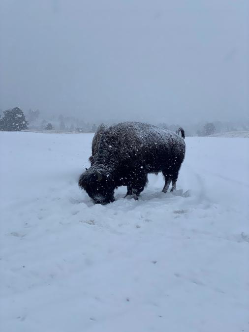 Buffalo - Custer State Park (March 2022)