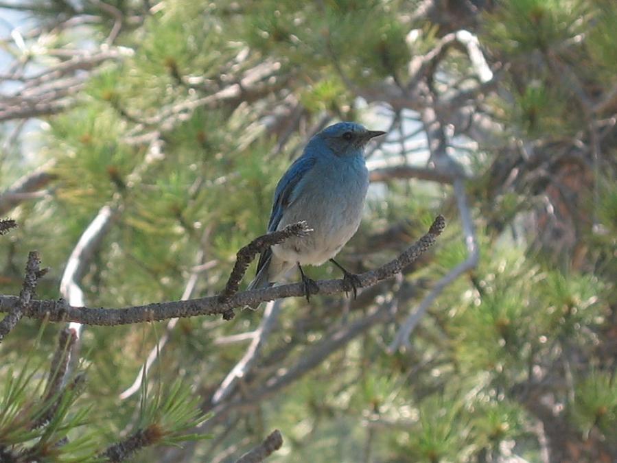 Digory, Our Resident Bluebird