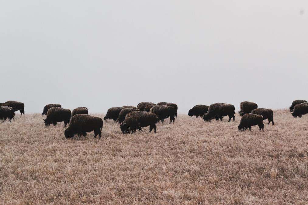 Frosted Bison On the Hill