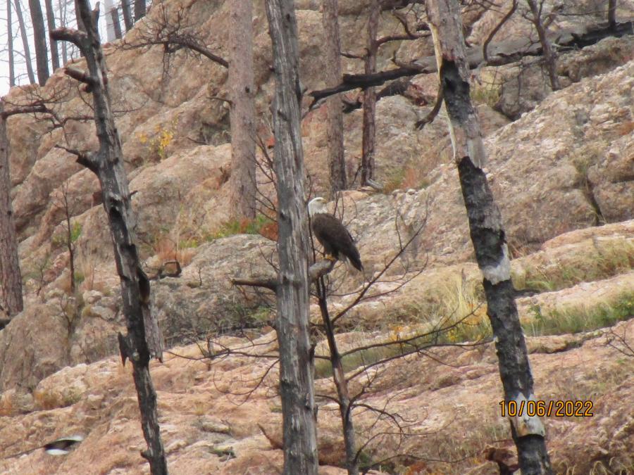 Eagle in Custer State Park