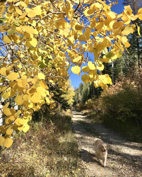 Fall Hikes