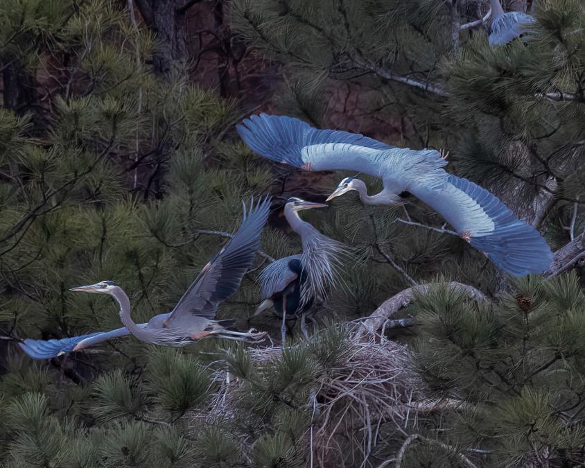 Great Blue Heron Party