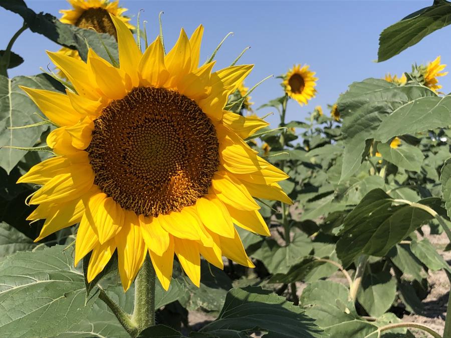 September Sunflowers