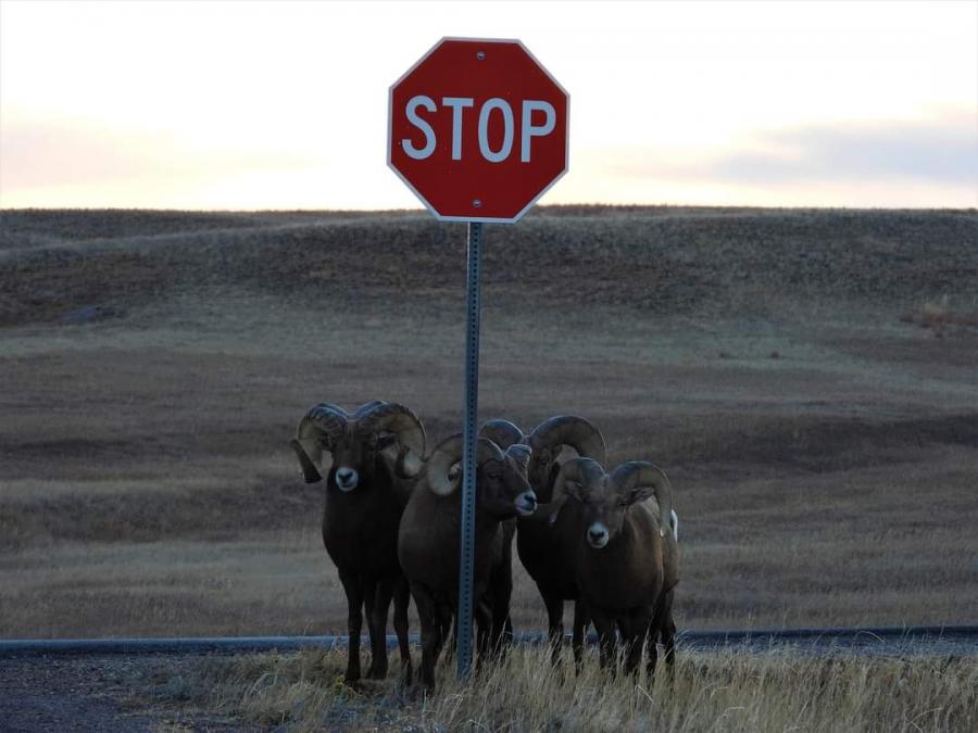 Don't Forget to Stop at Badlands National Park 