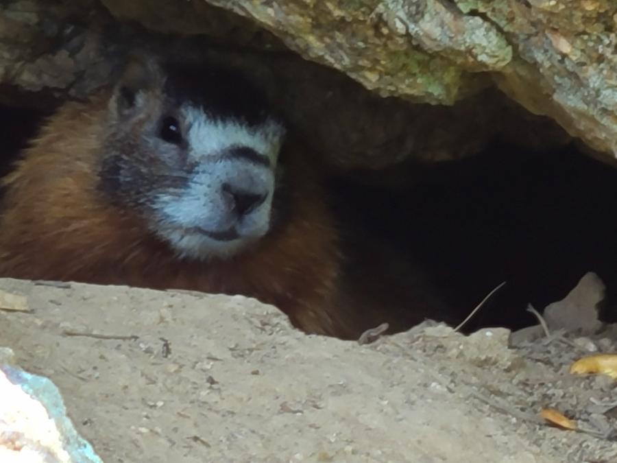 Marmot Peeking Out