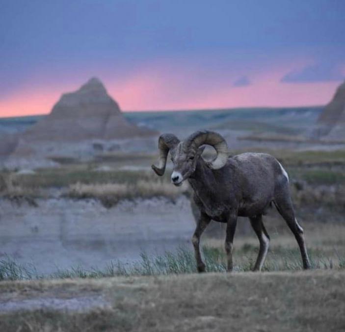 Big Horn Sheep Badlands July 2021