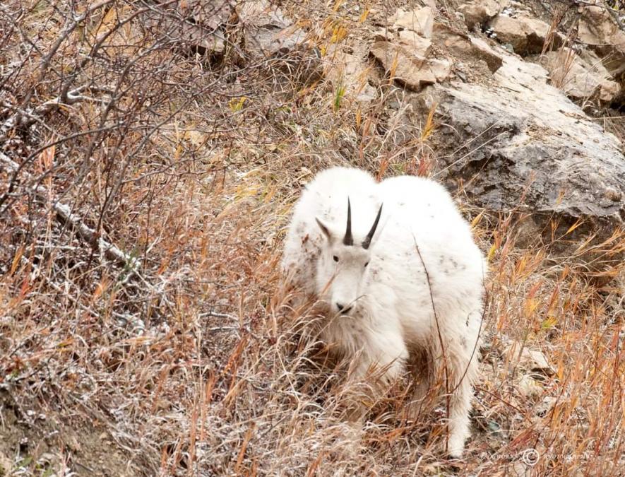 Goat in the Canyon