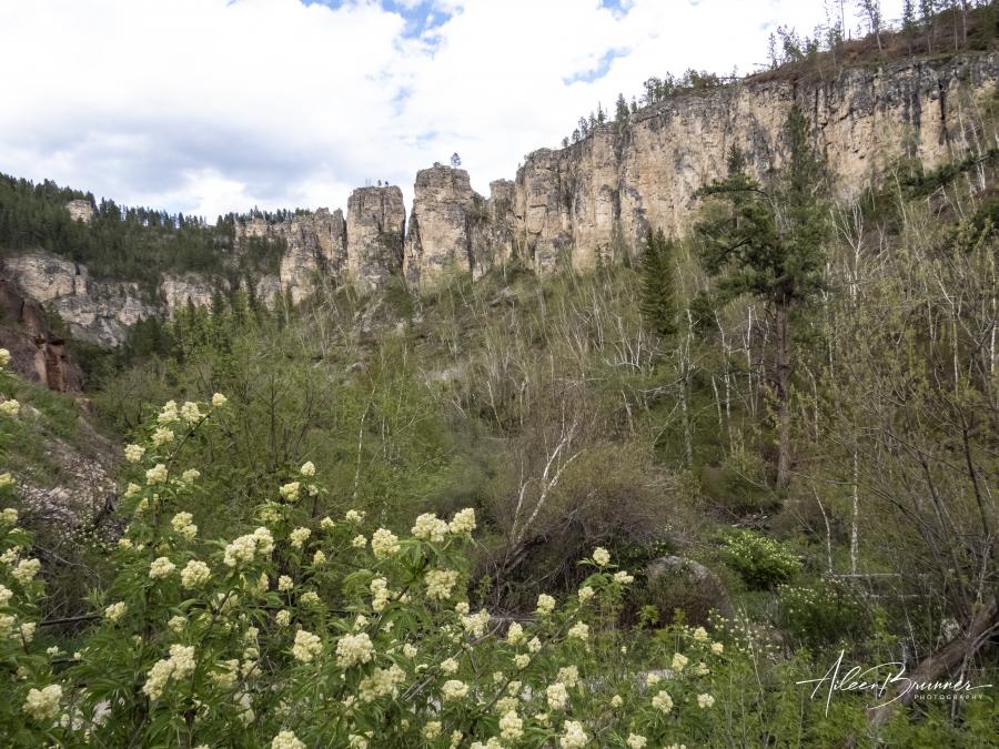 Spring in Spearfish Canyon