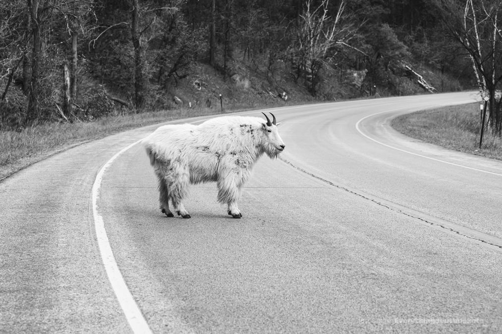 The Debating Goat of Spearfish Canyon
