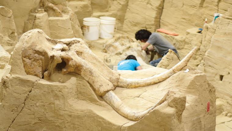 Digging Big in the Black Hills: A Journey Through The Mammoth Site