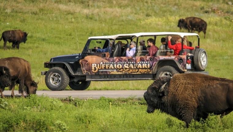 Buffalo Safari Jeep Tours