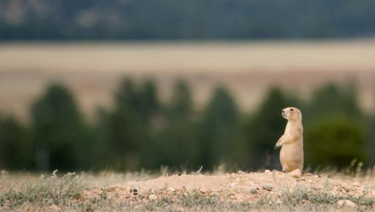 Prairie Dog Town at Devils Tower National Monument