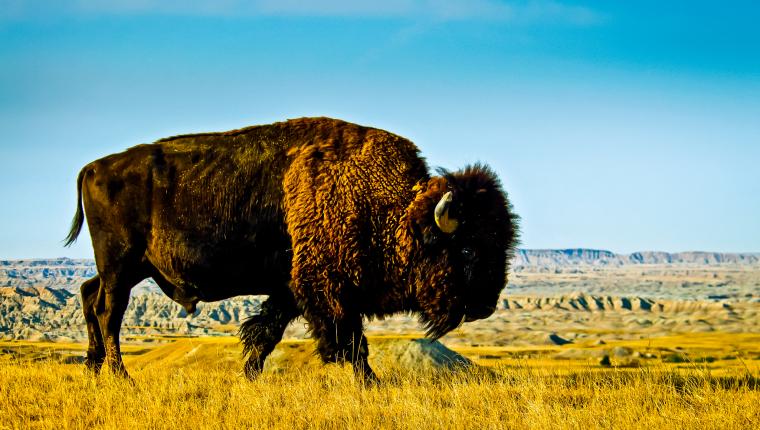 Bison (American Buffalo)