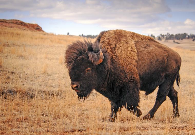 Patriarch of the Plains: Once Near Extinction, American Bison Herds Have Rebounded, Remain a Joy to Watch