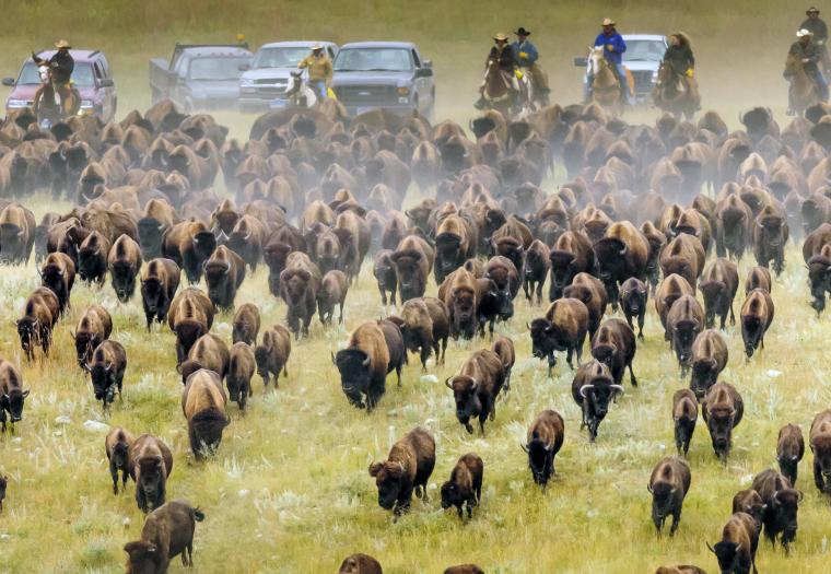 Everything You Need for an Incredible Buffalo Roundup